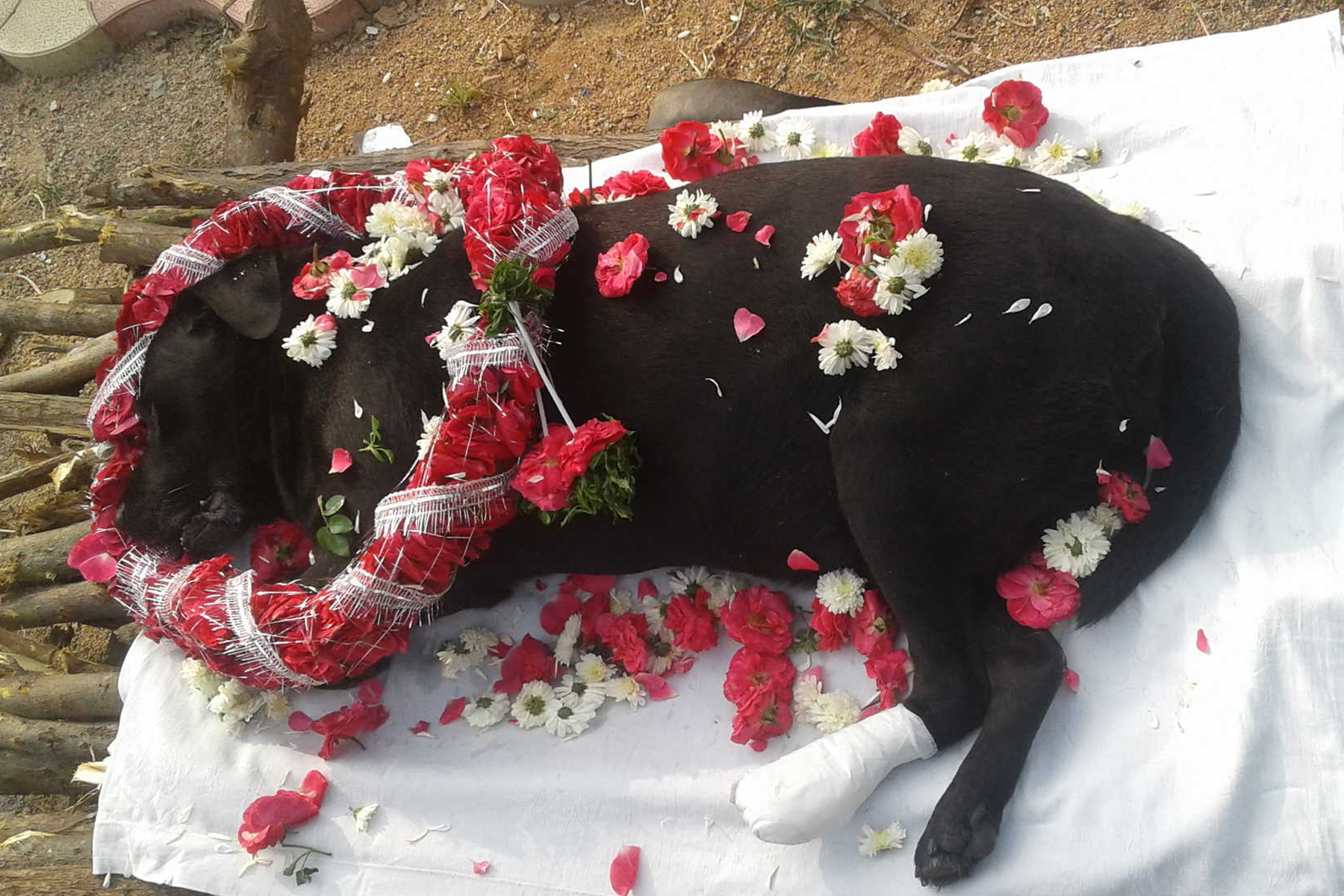 A Sad Image of a Dog